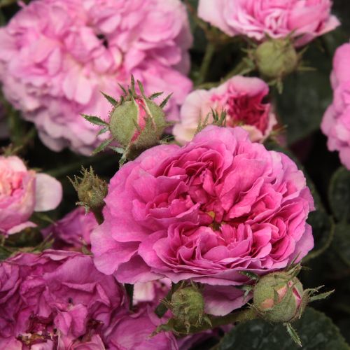 Gärtnerei - Rosa Himmelsauge - violett - alte rosen - stark duftend - Rudolf Geschwind - Ihr einmaliges aber üppiges Blühen können wir im Frühling oder im Sommer bewundern.